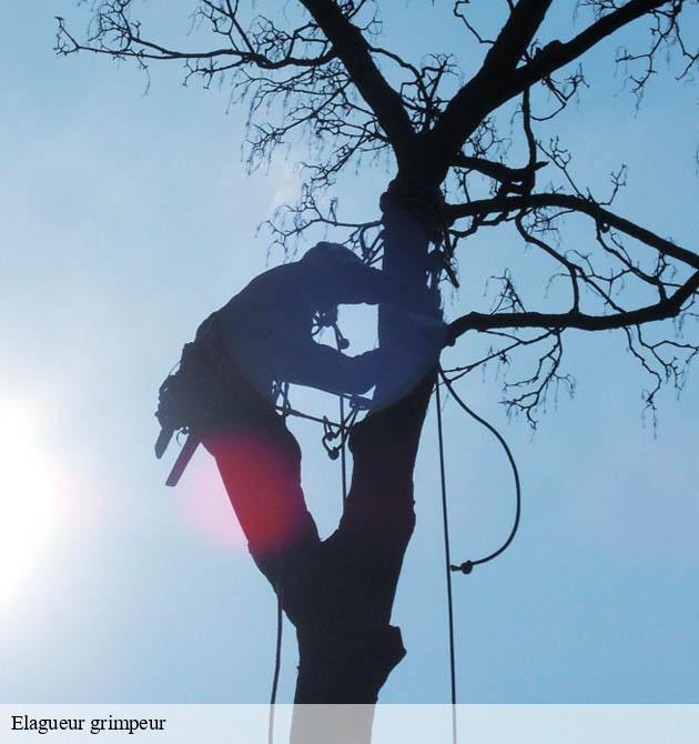 Elagueur grimpeur 50 Manche Capello Elagage